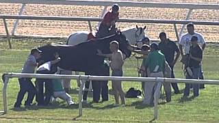 Tampa Bay Downs Horse in Pond 2 Front Angle [upl. by Osicnarf736]