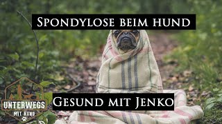 Spondylosen beim Hund  Wie erkenne ich die und was muss ich beachten  Gesund mit Jenko [upl. by Jacobina649]