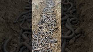 Harvesting nutritious earthworms naturelovers amazingshorts reaction [upl. by Sonni]