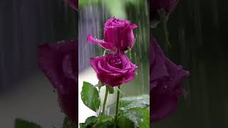 Like comment share subscribe please bollywood music love movie song nature [upl. by Anastasia]