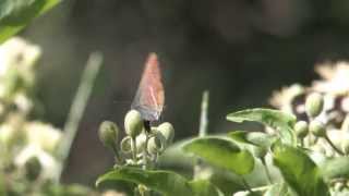 Parades nuptiales de papillons [upl. by Culver]