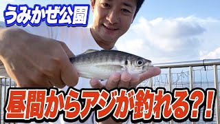 【横須賀うみかぜ公園】サビキで五目達成！6月の釣り調査レポ [upl. by Thayne]