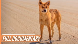 A Unique Insights into Australias Top Land Predator  The Dingo  Full Documentary [upl. by Eltsyrk]