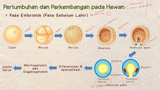 Pertumbuhan dan Perkembangan Bagian 3  Materi Biologi Kelas 12 [upl. by Winnah]