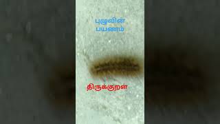 புழுவின் பயணம் திருக்குறள் thirukkural [upl. by Ainyt]