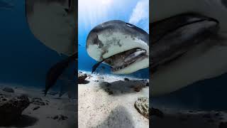 Hungry Tiger Shark Attacking for Their Meal🦈🍖🐬🦈🤿🌊shorts youtubeshorts shortsfeed shortvideo [upl. by Noicnecsa]