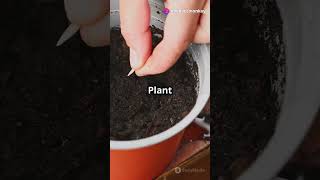 How to plant Litchi at homeshorts [upl. by Anamor]