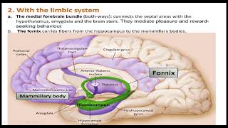 DIENCEPHALONHYPOTHALAMUS EPITHALAMUS SUBTHALAMUS 3rd VENTRICLE [upl. by Yrro]