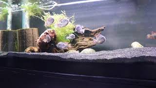 Fish Room Update Geophagus Brasiliensis 33 Long  Fish Are Growing [upl. by Leffert]