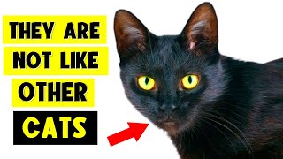 9 SURPRISING FACTS ABOUT BLACK CATS 🐈‍⬛🔥 I Bet You Don’t Know Them All [upl. by Friedberg]