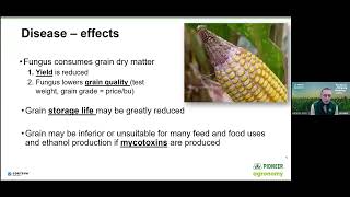 Pioneer Agronomy Webinar – Gibberella Ear Rot [upl. by Eelrefinnej]