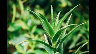 Aloe Arborescens [upl. by Kamillah]