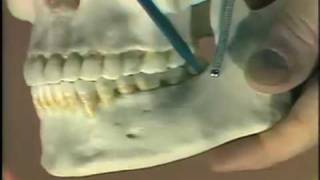 Dental Anatomy Introduction [upl. by Jovia]