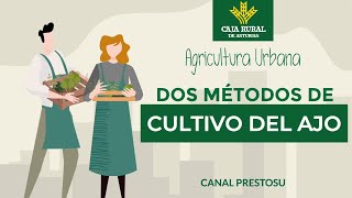 Canal Prestosu  Agricultura urbana dos métodos para el cultivo del ajo en tu huertourbano [upl. by Idnem]