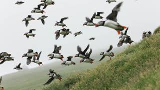 Surrounded by cute and funny puffins in Mykines Faroe Islands [upl. by Whitby]