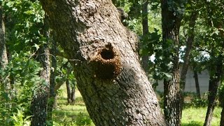 Bee Tree Removal  Honeybees [upl. by Bryanty250]