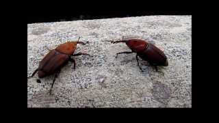 Rhynchophorus ferrugineus palmsnuitkever palm weevil picudo rojo [upl. by Lawlor847]