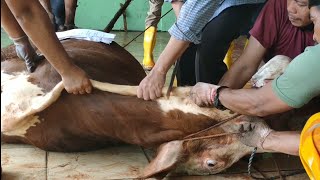 Sembelih Sapi Qurban Jumbo 2023 sekali tarik pake pisau super kecil 💦  CEK DESKRIPSI cow bull 👇👇 [upl. by Llegna]