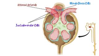 Juxtaglomerular Apparatus [upl. by Bonnell]