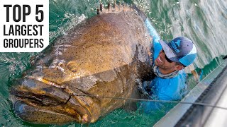 Top 5 Largest Goliath Groupers Caught [upl. by Enna]