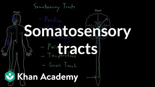 Somatosensory tracts  Organ Systems  MCAT  Khan Academy [upl. by Judd3]