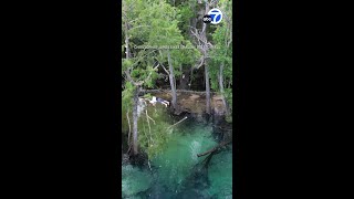 Florida man falls from 60foottall tree into water [upl. by Kellene]