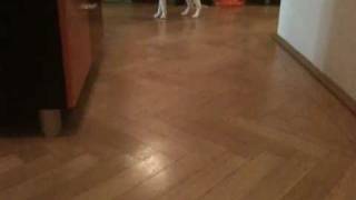 my cornish rex acts like a dog [upl. by Irafat]