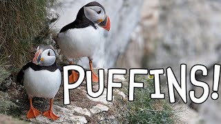 Puffins Fun Puffin Facts for Kids [upl. by Deste35]