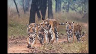 Panna Tiger Reserve Madhya Pradesh  Wildlife  Nature Photography  Big Cats  Naturextreme [upl. by Aiekahs943]