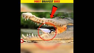 Crocodile And Egyptian Plover Bird 😳 shorts crocodiles birds [upl. by Anyzratak]