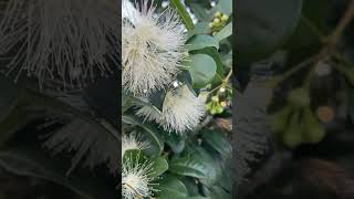 Bee Pollination in action HD video [upl. by Adnorat]