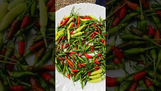 Ente veetille kantharichillies chillies kanthari shortsfeed harvesting [upl. by Ykvir]