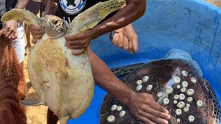 Rescue Sea Turtle Removing Barnacles From Poor Sea Turtle ❤️🙏🐢  CEYLON TURTLE TALES [upl. by Anders333]