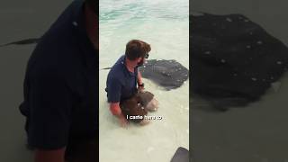 What does Stingray eat  How to feed stingray  Blessings Aquarium  Stingray [upl. by Olnay738]