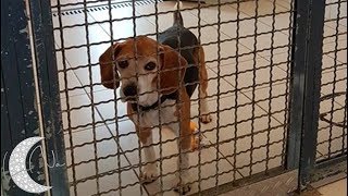 Aufklärungs und Informationsvideo zum Thema Tierversuche amp Laborbeagle [upl. by Wolford801]