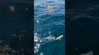 Multi catture con filosa di raglou Full video on my YouTube pescafishingtraina [upl. by Emerson]