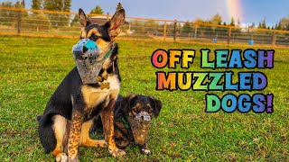 I LET MY DOGS OFF LEASH [upl. by Proudman]