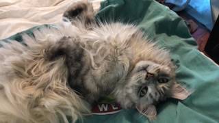 Most Famous Cat in the Universe  Sean Coonery the BIG Maine Coon Cat [upl. by Eceer411]