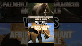 palaeoloxodon namadicus Vs African elephant edit viral viraledit [upl. by Ennayd176]