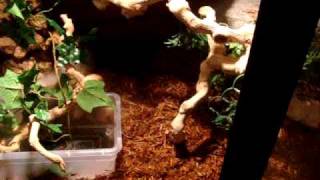 Brazilian Rainbow Boa Care and Set up Part 2 [upl. by Gibeon955]