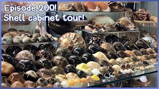 Shell Cabinet Tour What Seashells Have I Collected Episode 200 shells [upl. by Betteann]