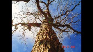 Chinese Jujube Trees Generous Living Heirlooms [upl. by Nageem201]