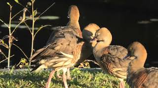 Plumed Whistling Duck 52 [upl. by Gujral]