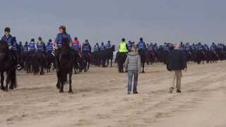 400 Friese paarden op het strand in Callantsoog recordpoging [upl. by Dorin698]