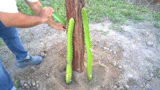 Tutorial plantando pitaya  Sitio Sawada TUTORIAL PLANTING DRAGON FRUIT [upl. by Aikemal975]