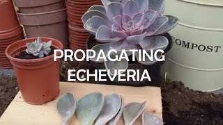 How to Propagate Echeveria Super Easy Succulent Propagation [upl. by Laenaj]