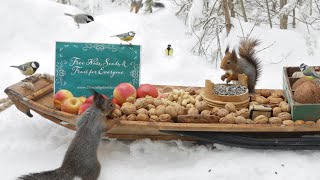 The Traveling Bird Feeder  Relax With Squirrels amp Birds  1 Hour [upl. by Nettirb]