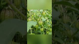 AMAZING HEALTH BENEFIT OF CIPLUKAN PLANT PHYSALIS ANGULATA DiscoveryHH [upl. by Glenn904]