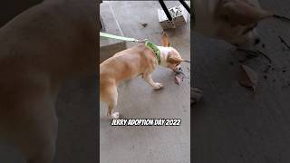 Jerry Adoption Day 2022 [upl. by Geof]