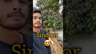 Baap re sindoor ka ped 😍😍 youtubeshorts sindoor trending viral minivlogs shortsfeed shorts [upl. by Ahsinaw]